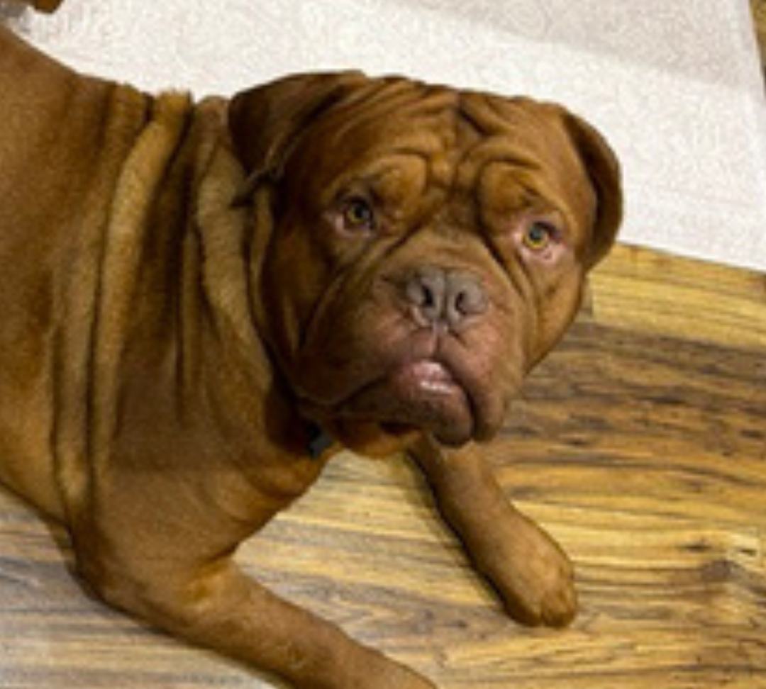 Dozer C